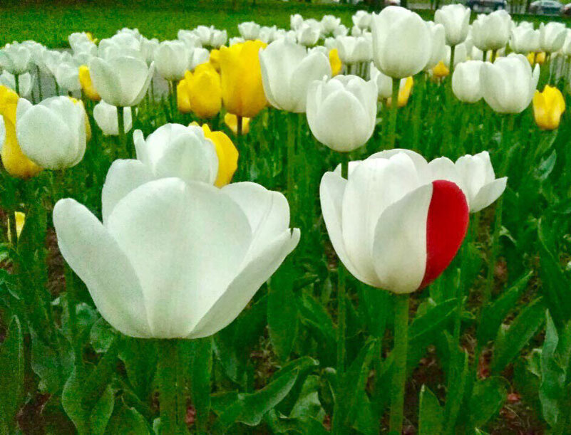 Фото автора. Иной тюльпан.