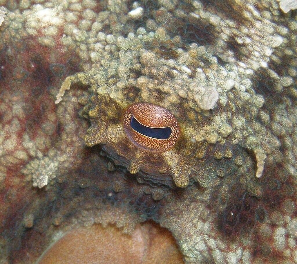 Глаз обыкновенного осьминога
