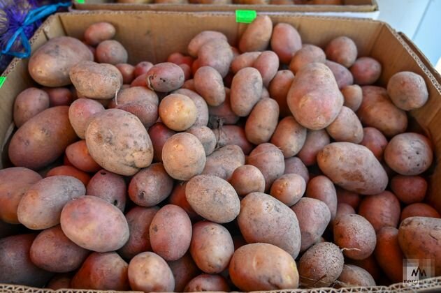    Картофель Александр Погожев © ИА REGNUM