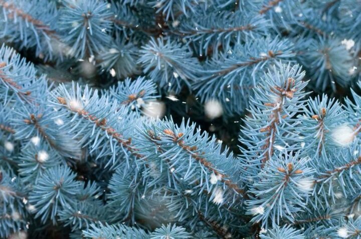 Самая настоящая сказочная красавица! 