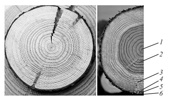 Растущее дерево состоит из трех частей: корневой системы, ствола и кроны. Все они в большей или меньшей степени имеют практическое значение.-3