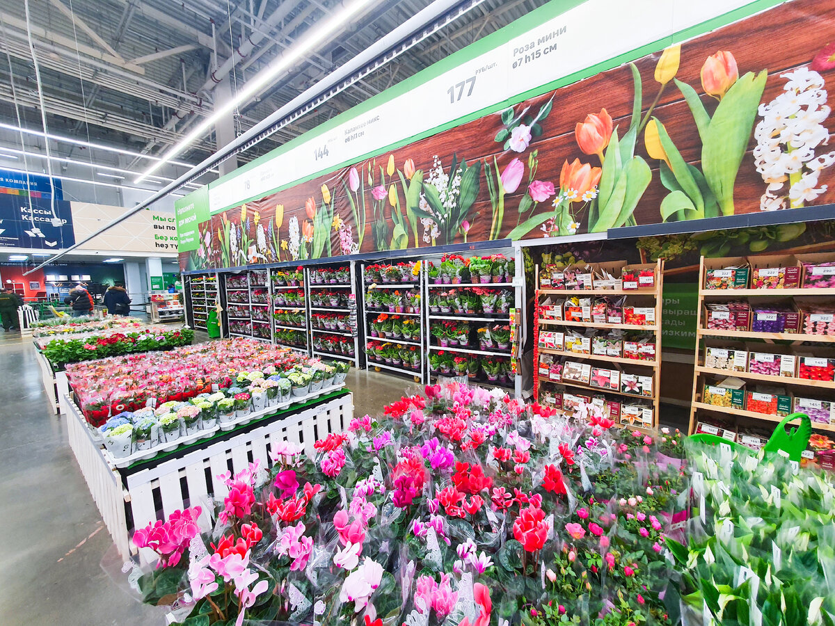 По традиции, в нашем Леруа Мерлен перед 8 марта для цветов в горшках выделили самые "козырные" места