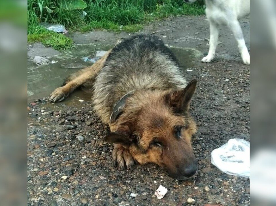     Благородный пес смирился с судьбой и приготовился умирать. Фото предоставлено героем публикации