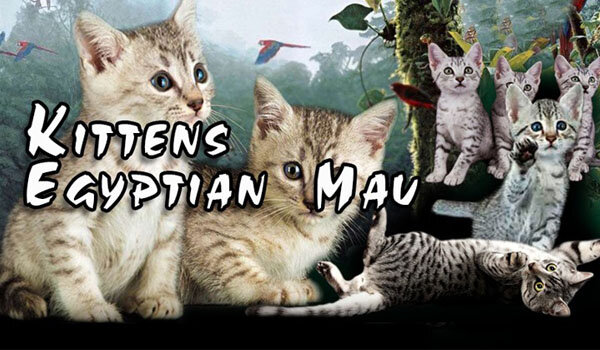 Кошки Египетская Мау