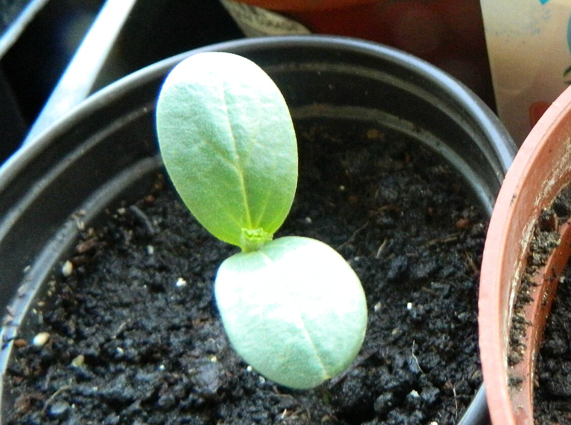 Семена проросли