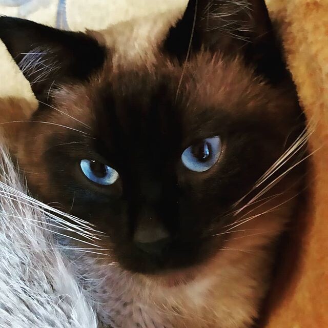 Сиамский кот (Gramho.com).