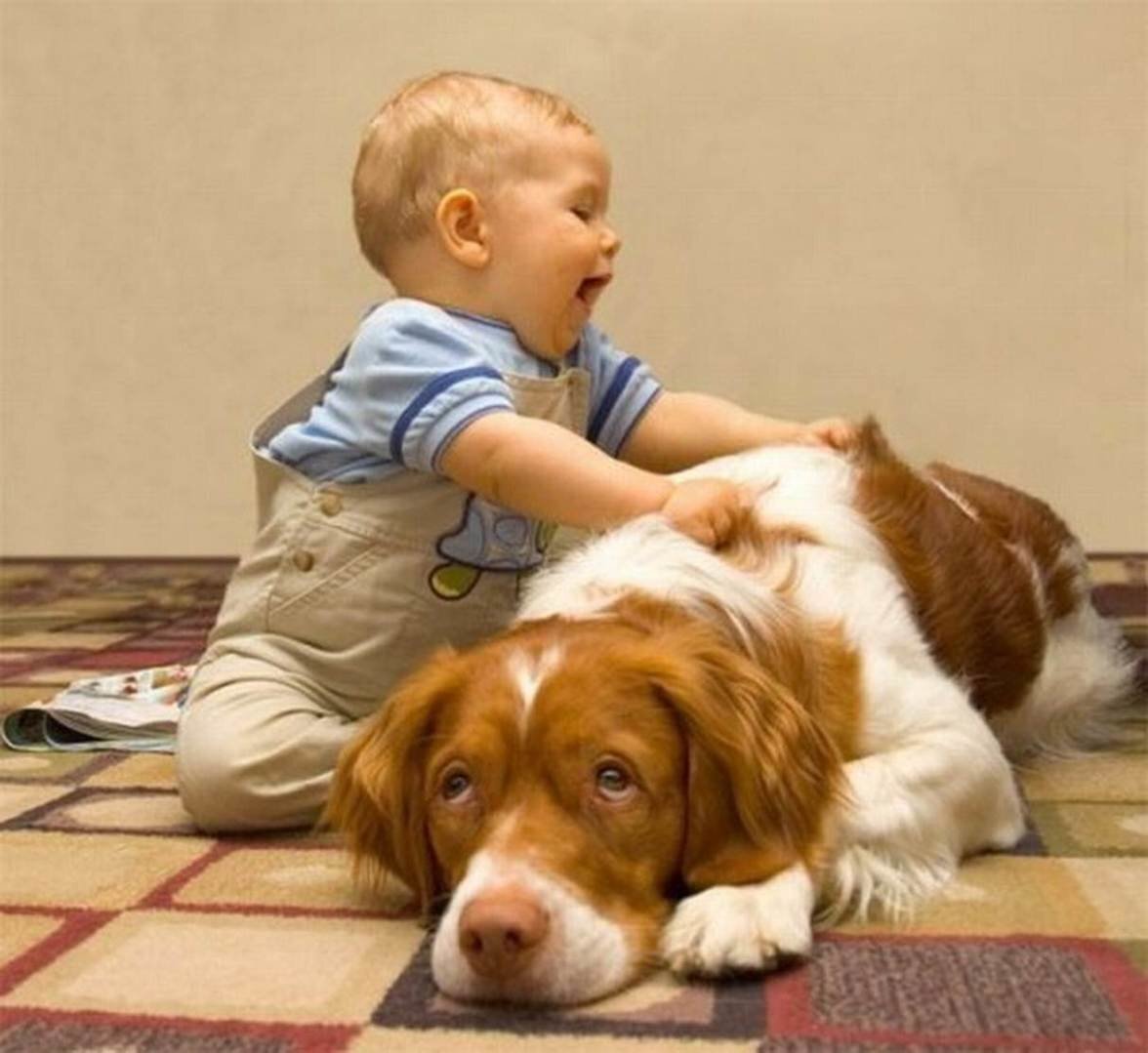 Терпеливый друг. Домашние животные для детей. Собака для детей. Дети с животными. Малыши. Домашние животные.