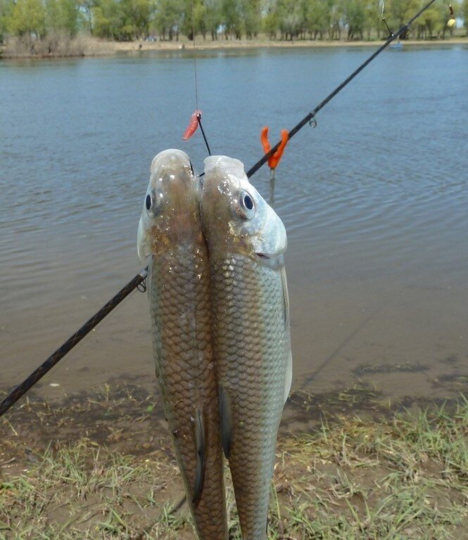 Яндекс фото