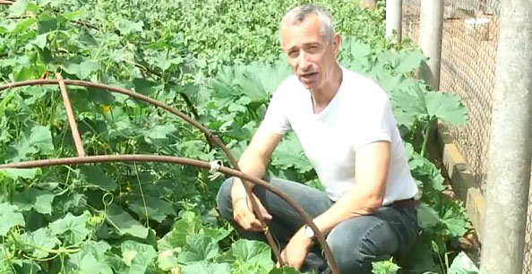 Доктор Попов со своими огурцами