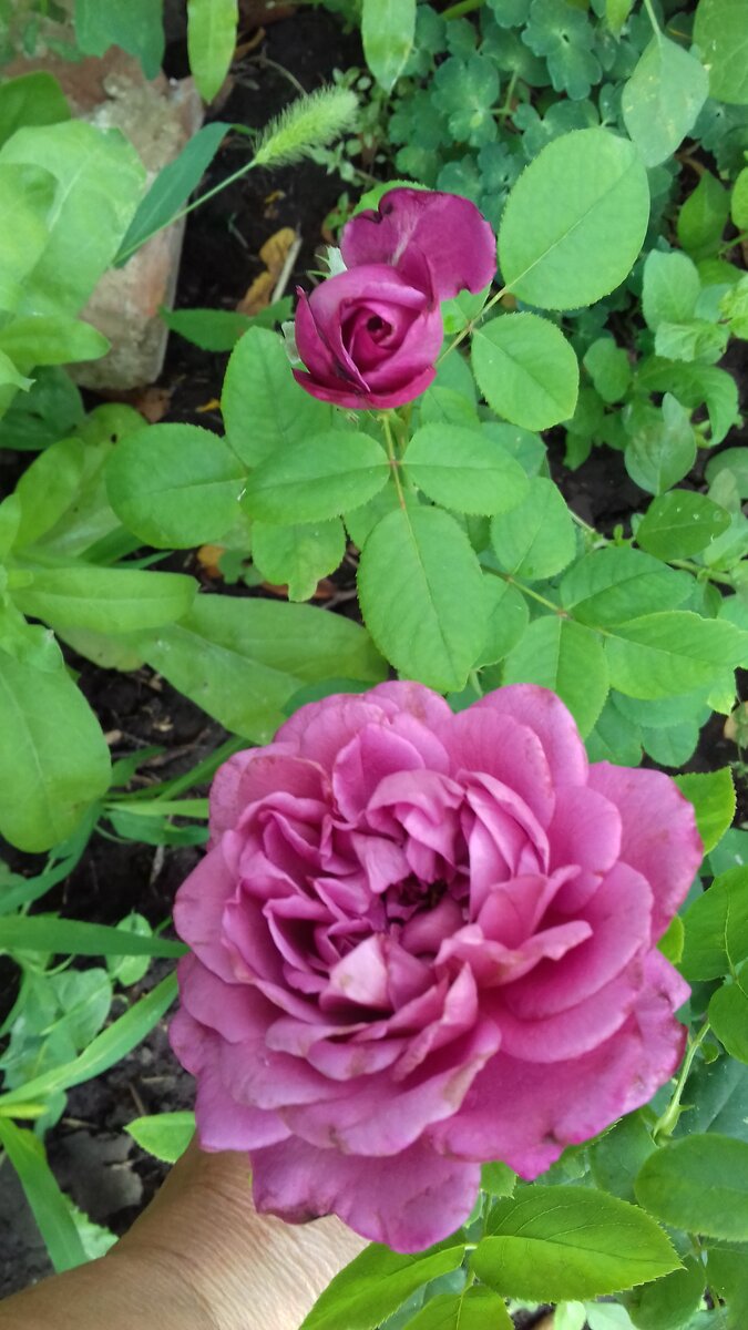 Роза Шокинг Блю Shocking Blue