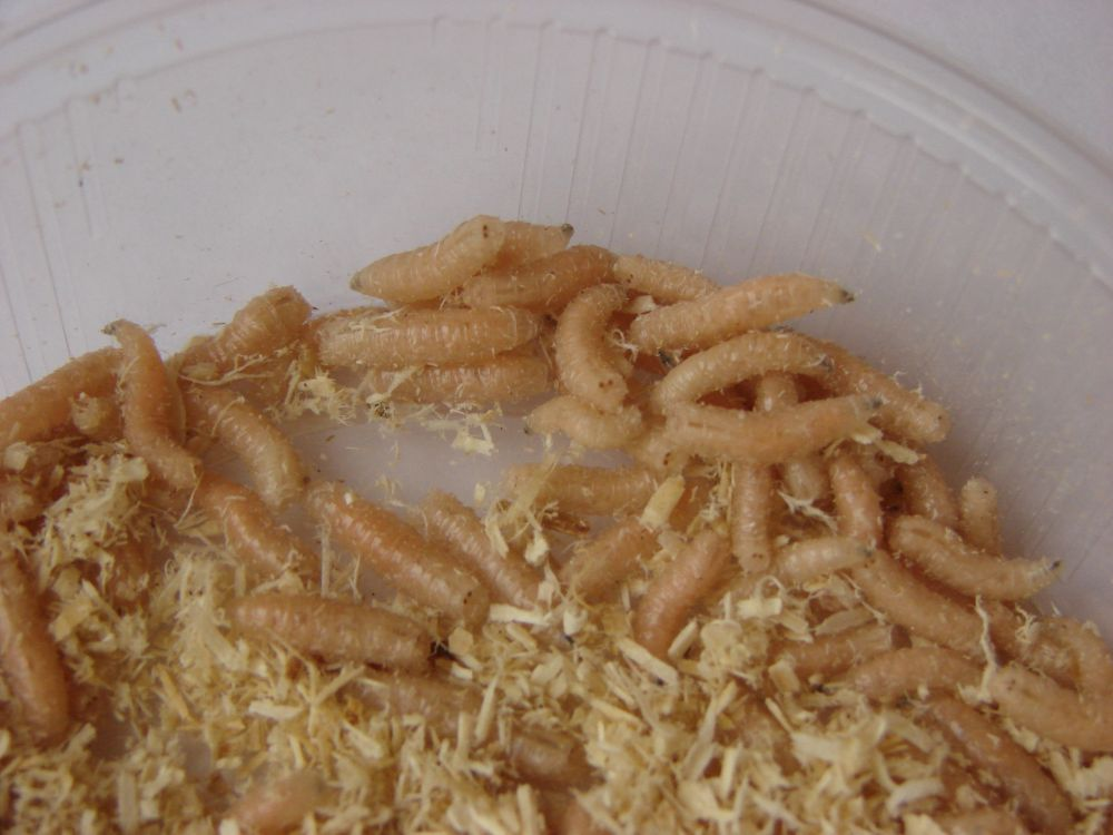 Фото: Яндекс.Картинки 