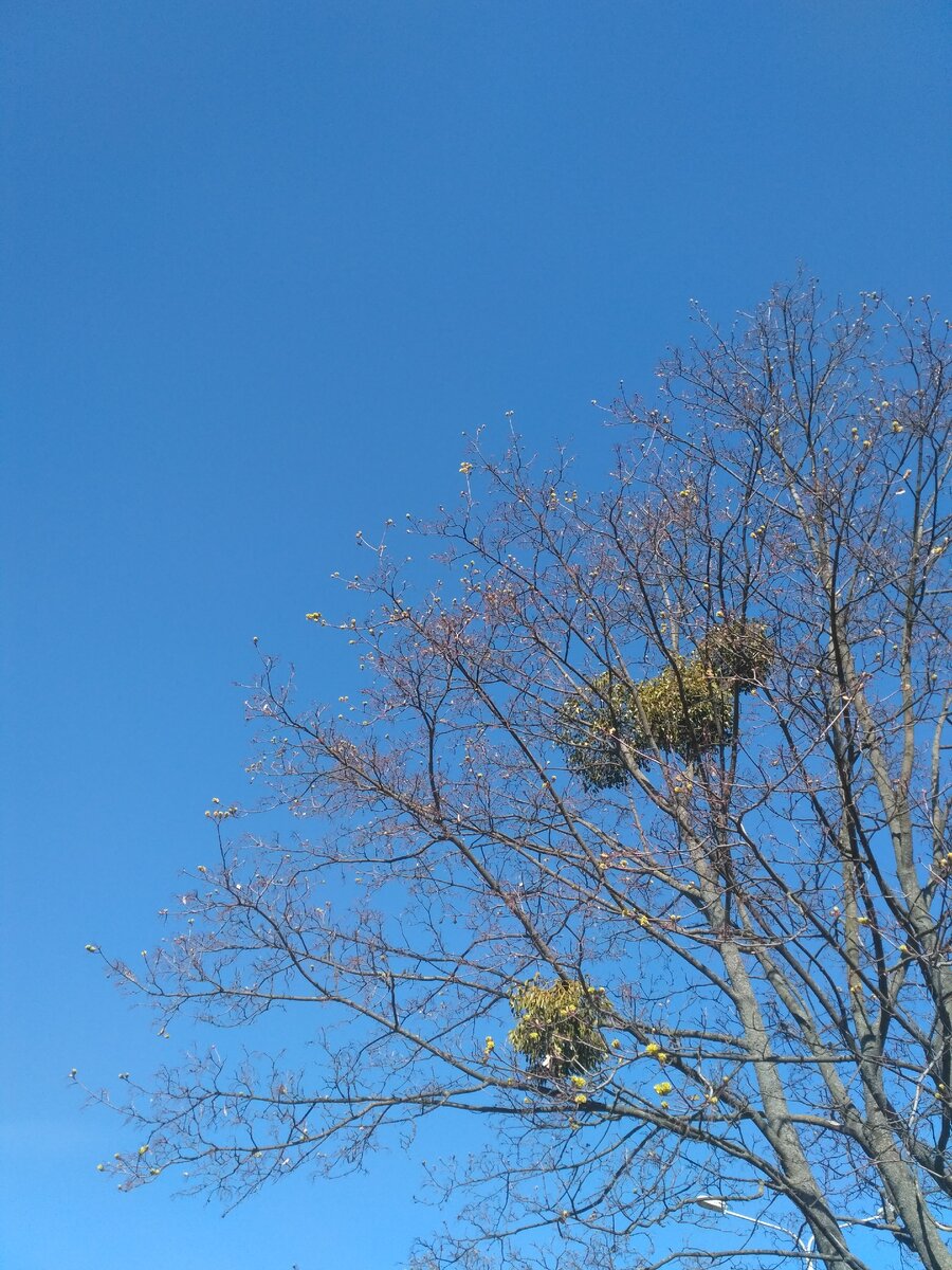 У меня на приёме в скайпе молодая женщина. Плохо себя чувствует уже 2 года.
Предъявляет большое количество жалоб.
Обследовалась и лечилась многократно, но чувствует себя всё хуже и хуже.
Изучаю содержание лечения, которое было назначено до прихода ко мне.
Предыдущие назначения - это была антипаразитарная терапия (при обследовании были выявлены паразиты).

Женщина прошла очень токсичное лечение, после чего стала ощущать постоянные вздутия и постоянные распирающие ощущения в животе, перемежающиеся колющими болями. 

До того, как женщина обратилась ко мне, психосоматическую сторону её болезненного состояния никто не рассматривал. 

Мы провели беседу, которая продолжалась один час.

Через пару дней, ещё до начала назначенного мною лечения, женщина отметила, что у неё вышло несколько глистов...

Вот что значит исцеление словом!
Вот что значит подход к пациенту с позиций ДУХ-ДУША-ТЕЛО,,,

Активное исцеление у женщины пошло уже после правильно заданных вопросов, после осознаний и осмыслений причин своего болезненного самочувствия. 

Осознания и осмысления освобождают энергию, которая была заблокирована женщиной из-за отсутствия соответствующих знаний. 
Пока нет в чём-либо осознанности, до тех пор вибрации болезни превалируют. И, проще говоря, глисты никуда не деваются, даже под воздействием токсических лекарств.
Как только происходит освобождение энергии на фоне осознанности, высоковибрируемая энергия тут же "выталкивает" глистов из человеческой плоти!

Именно такой подход - и есть основа убедительного исцеления!

