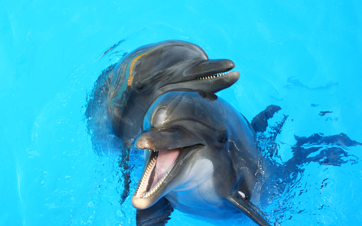 Как дельфины помогают лечить детей