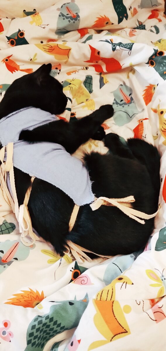 Спит котейка...