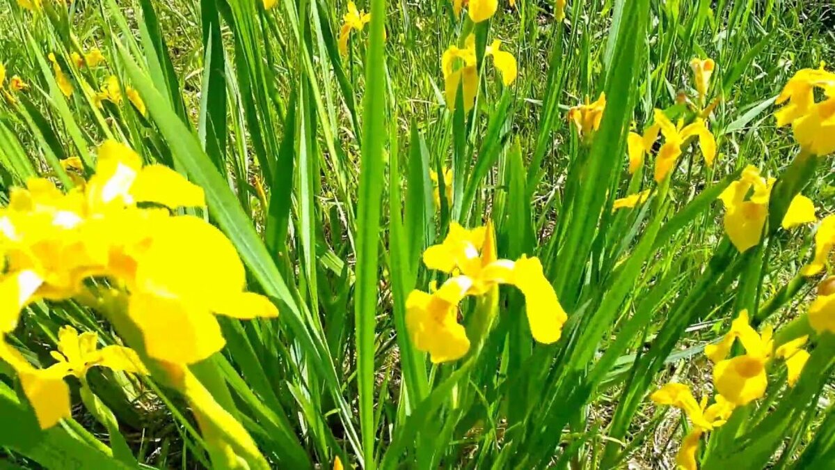 Ирис жёлтый фото из интернета