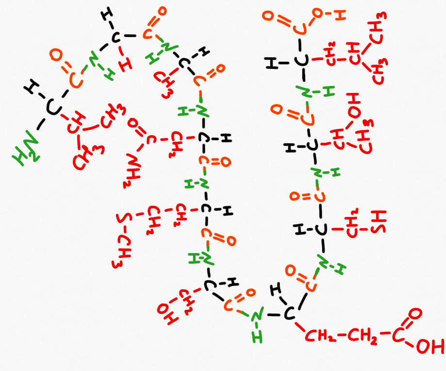 Пример короткого белка (пептида). Связь между аминокислотами образуется аминогруппой и карбоксильной, такая связь называется пептидной.