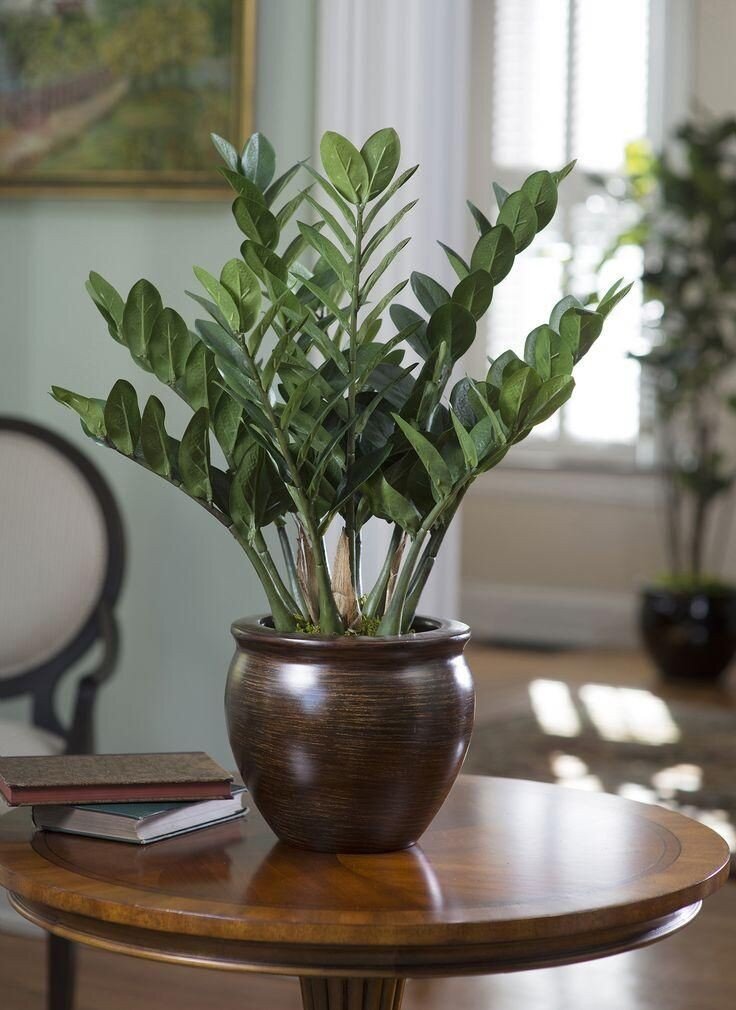 Замиокулькас