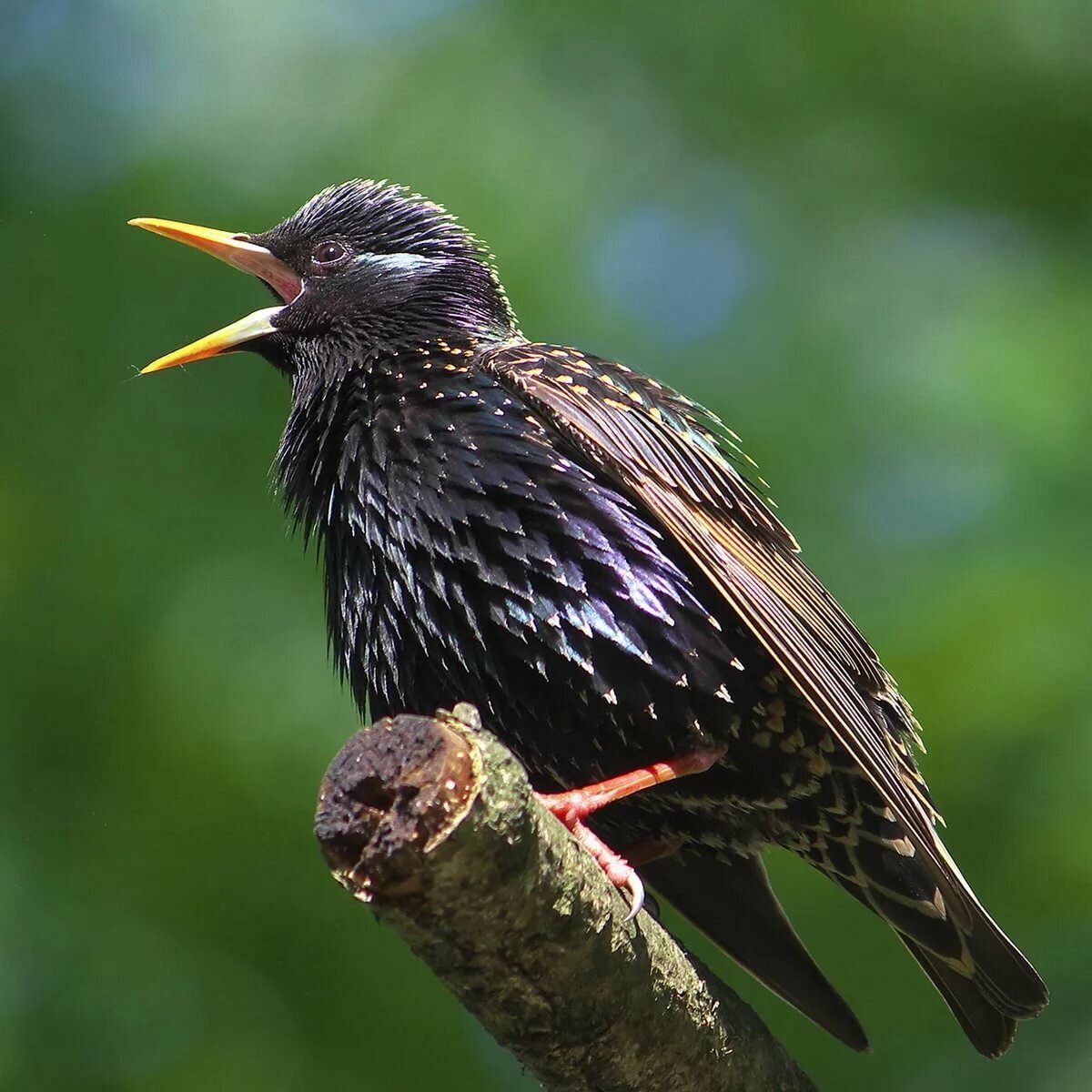 Фото из свободного доступа сети Интернет