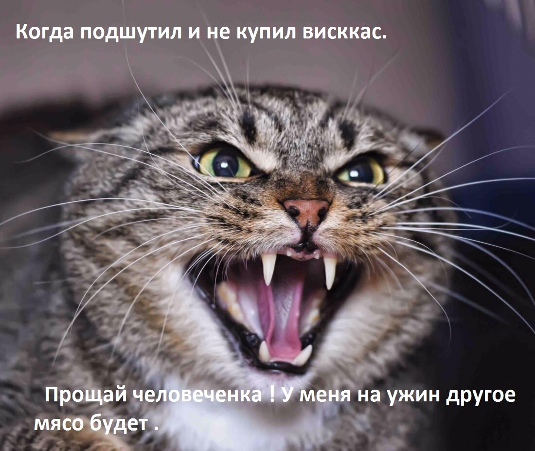 Шутки с кошками - это верная смерть.