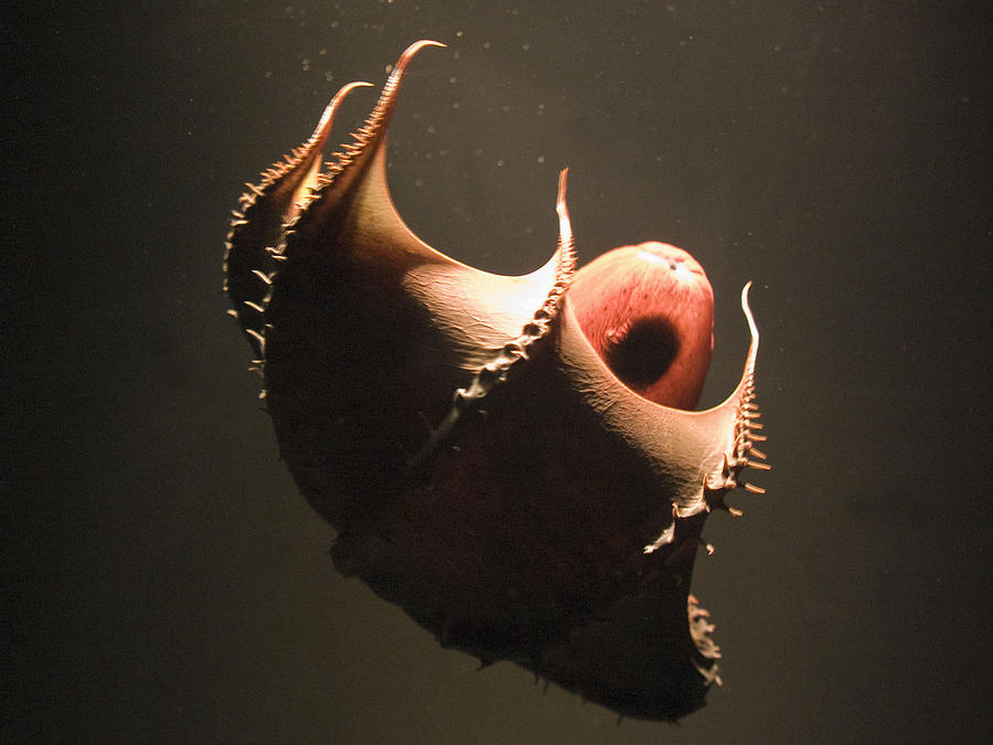 Головоногий моллюск Адский вампир. Адский вампир (Vampyroteuthis infernalis). Адский кальмар вампир. Глубоководный кальмар (кальмар-вампир).