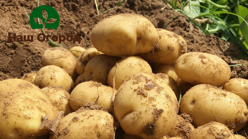 Побороть проволочника нужно!