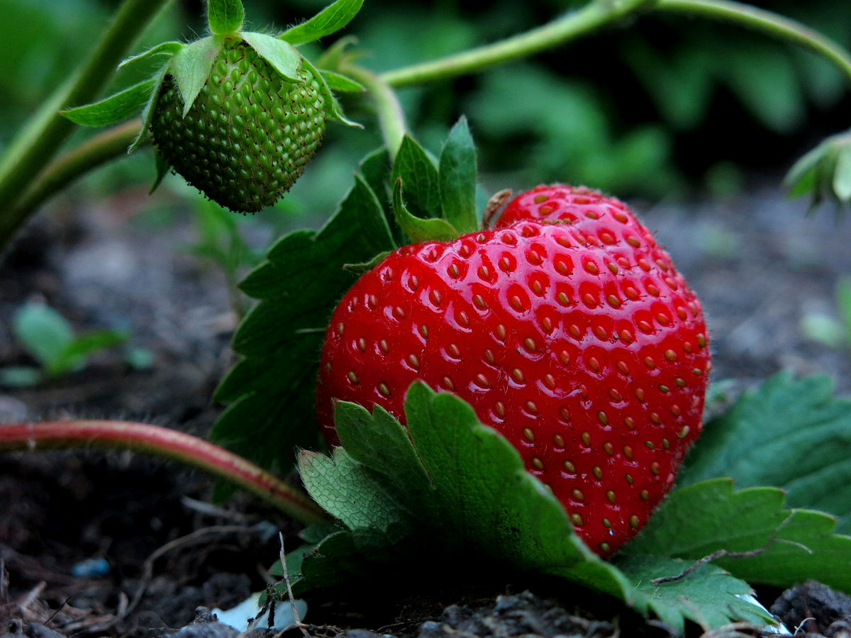 Посадка клубники: полезные советы для новичков | AGRONOMU | Дзен