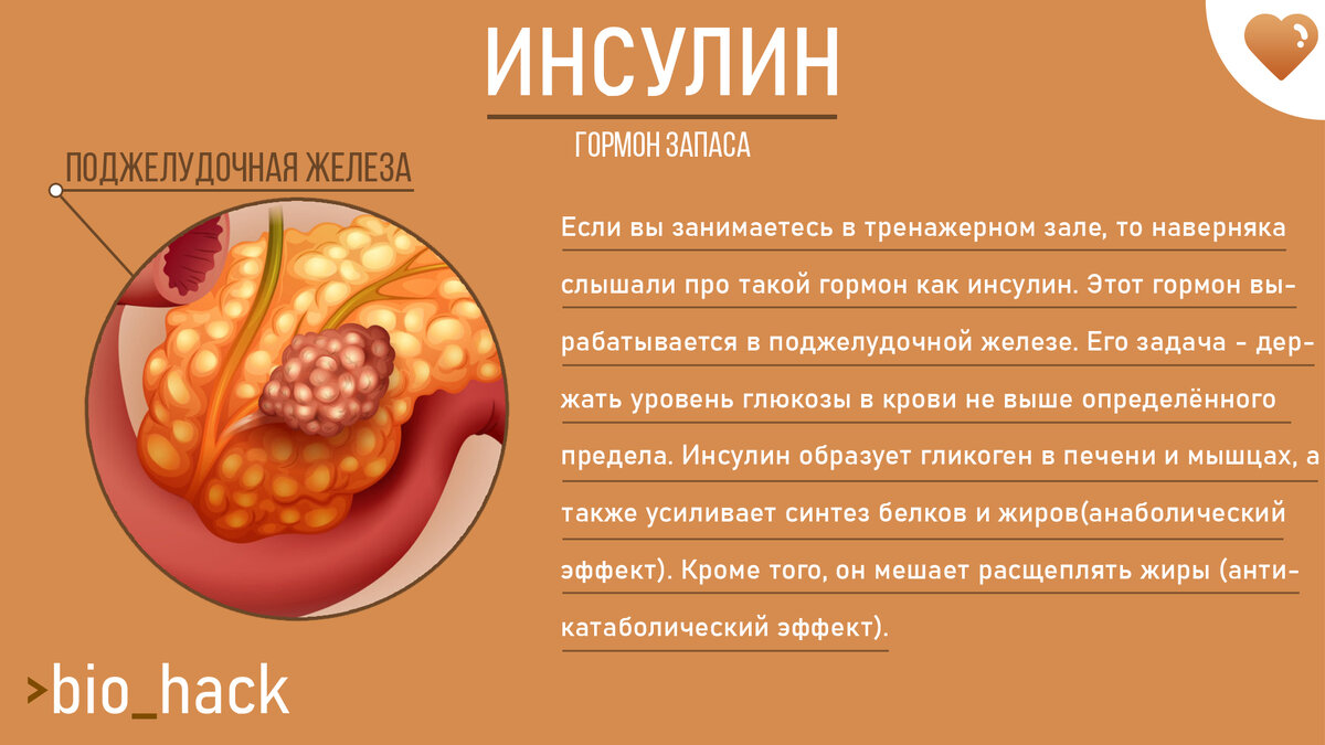 Популярно про гормоны. | BIOHACK | Дзен