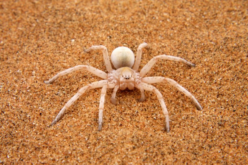 Фото из интернета: https://img.golos.io/proxy/http://a4.pbase.com/g1/22/877322/2/127841915.zI7LlKPc.jpg