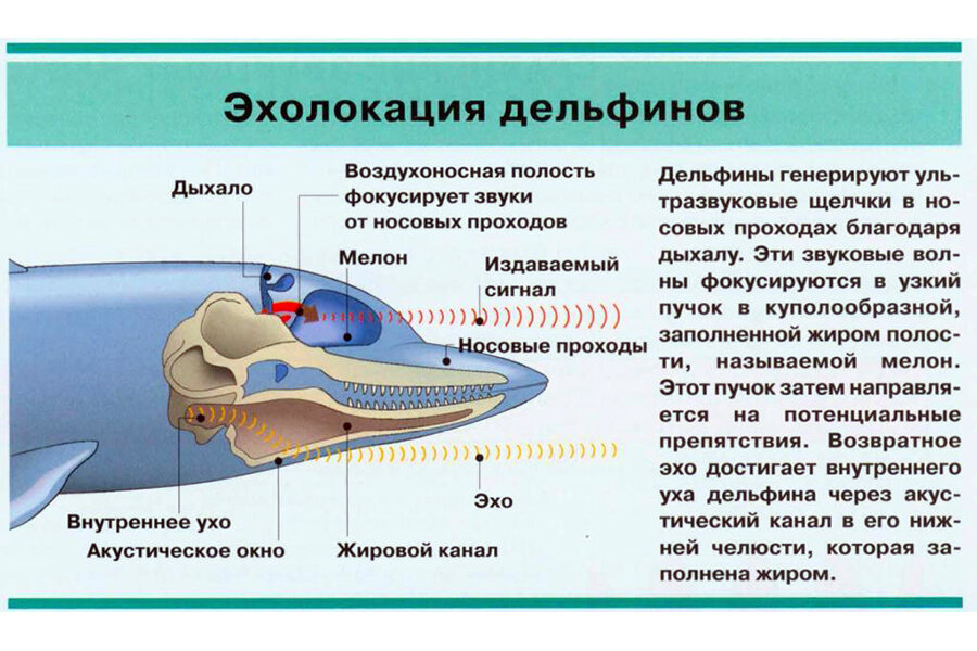 Звуки какой частоты издают дельфины. Эхолокация дельфинов. Эхолокатор у дельфинов. Ультразвук дельфинов. Схема эхолокации дельфина.