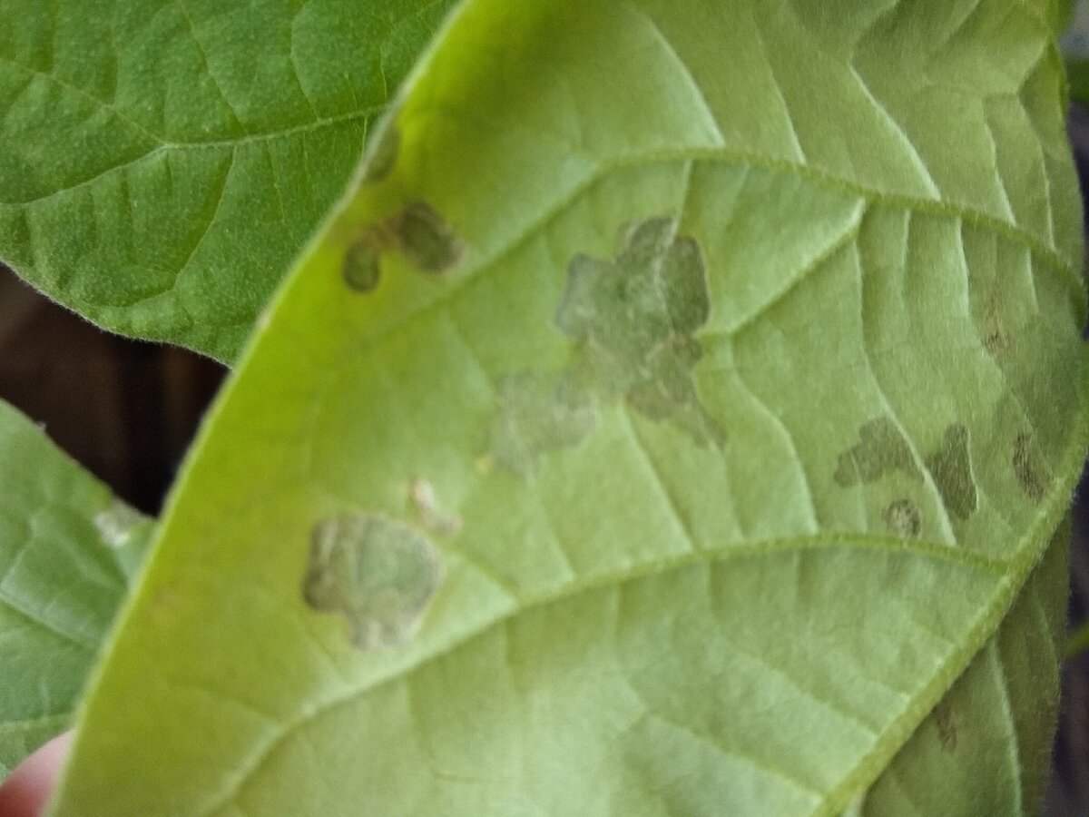 Трипсы на рассаде огурцов фото листьев лечение