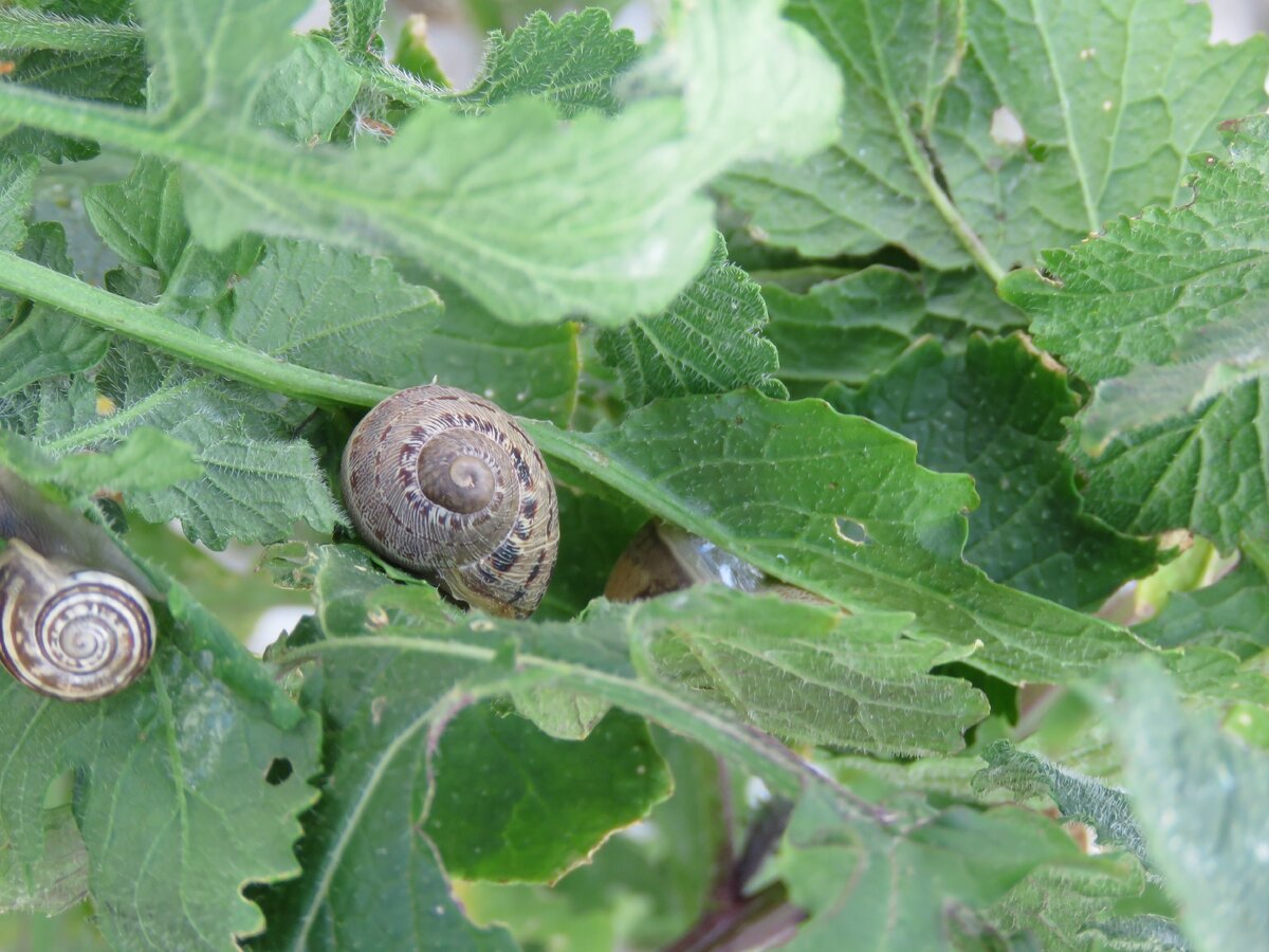 крупная улитка - это молодая виноградная, а на левом краю фото - мелкая белая улитка.