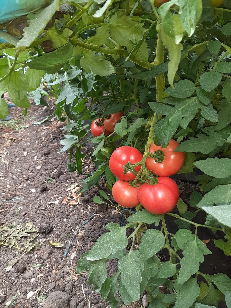 Первая кисть Пинк Парадайз