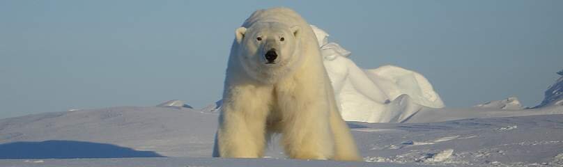 Добавлено яндекс картинки