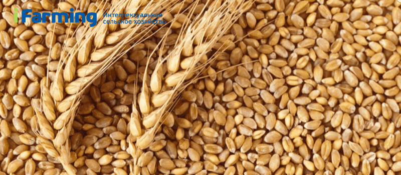 Бизнес-план выращивания и экспорта пшеницы.