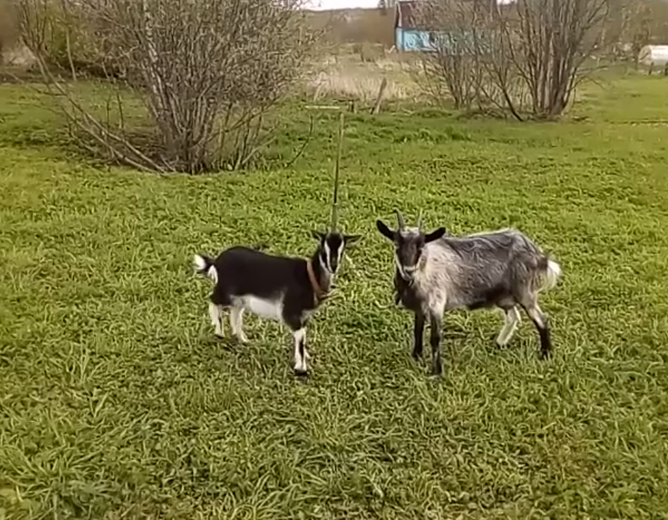 Веста и Луша - мои красавицы