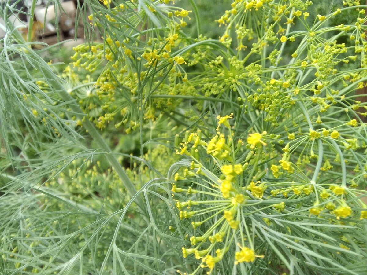 Жёлтые цветы укропа используются в медицине
