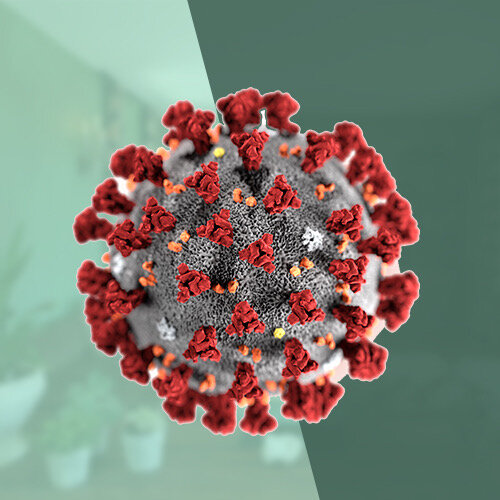 Коронавирус covid-19