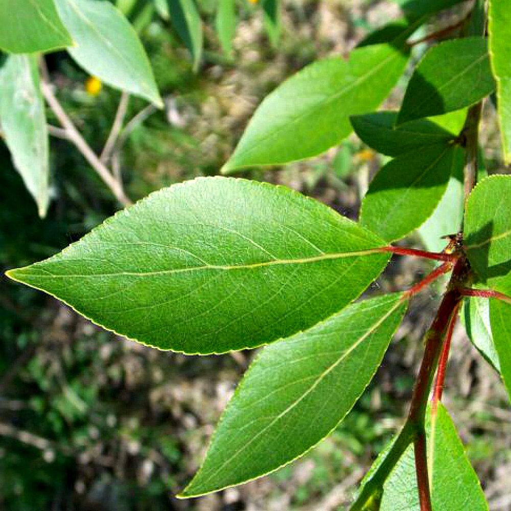 Populus laurifolia