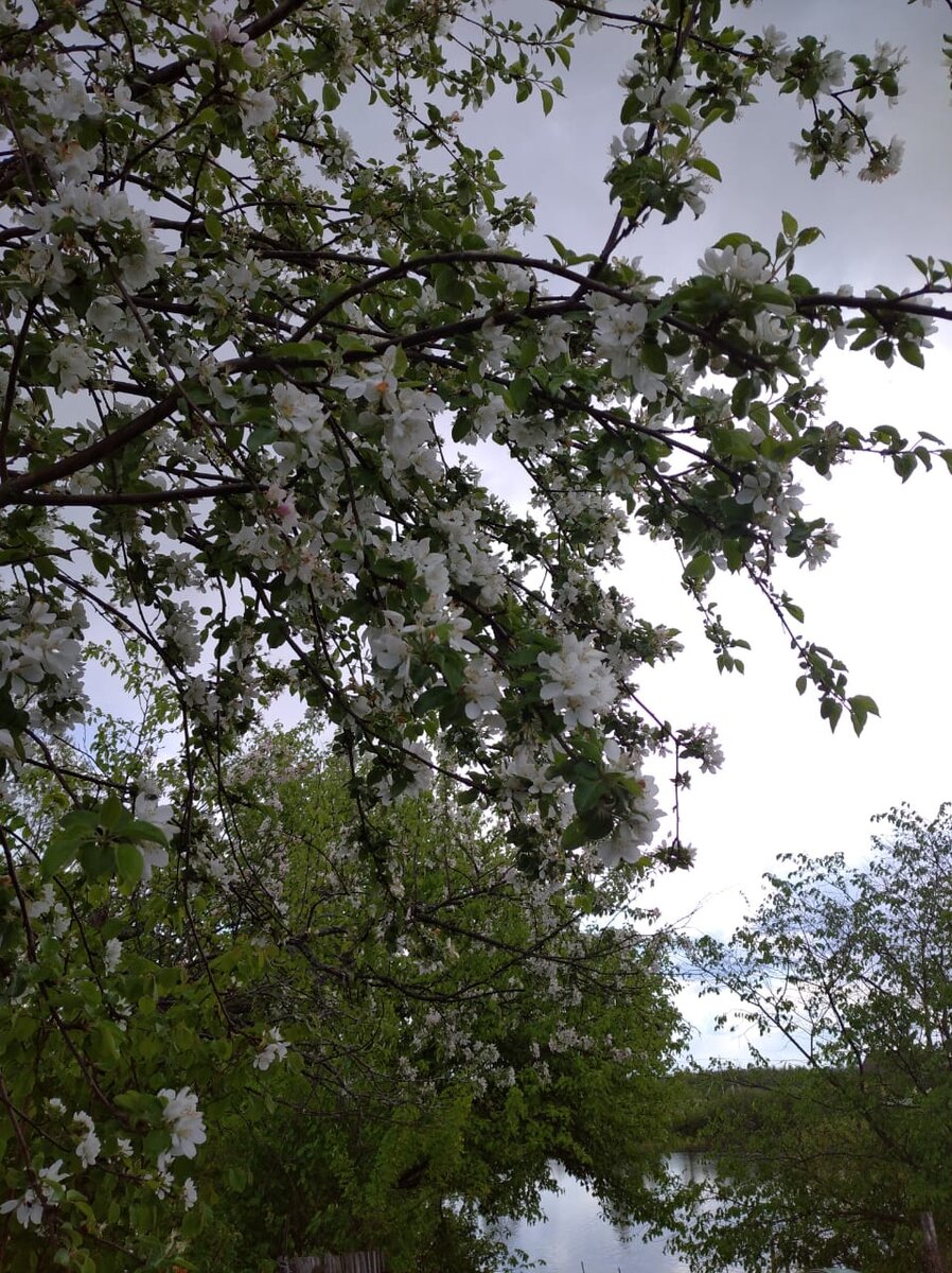 Яблони в цвету за мною мчатся,
Яблони в цвету зимою снятся,
Вновь издалека плывут в виденьях
Белые снега цветов весенних.

Было и прошло, твердит мне время,
Но ему назло тебе я верю.
Верю в майский день, от яблонь белый,
Яблонь молодых в твоем саду.