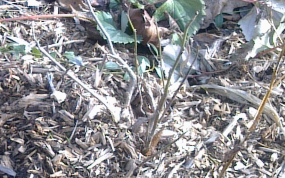 Саженец магнолии в апреле. 