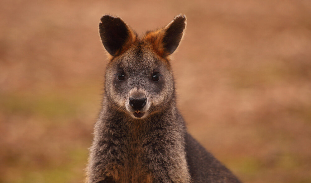 australiangeographic.com.au