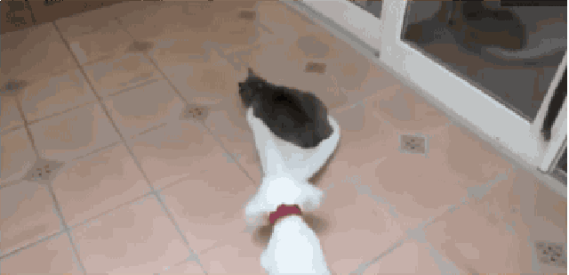 фото из открытого источника.