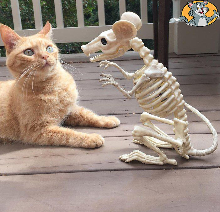 Испуганный кот. Фото из открытых источников 