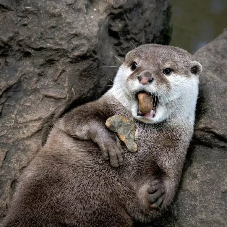 Калан с камнем