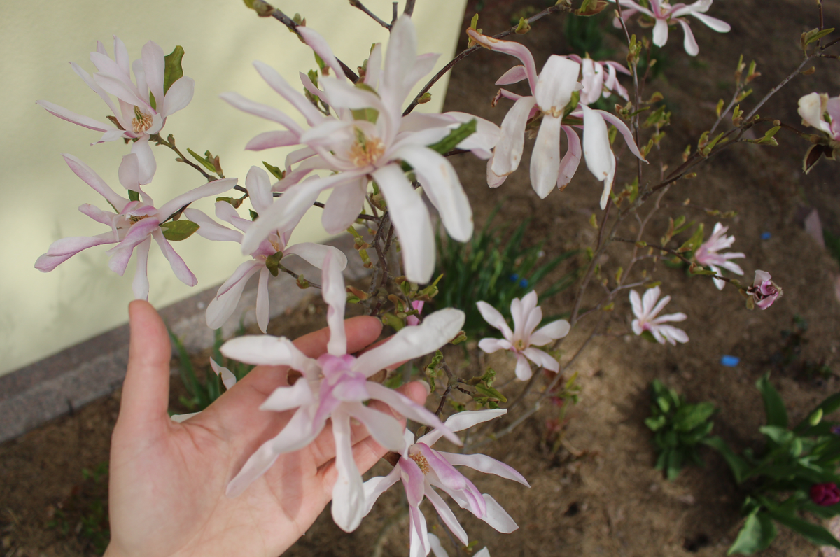 Magnolia stellata в моем саду