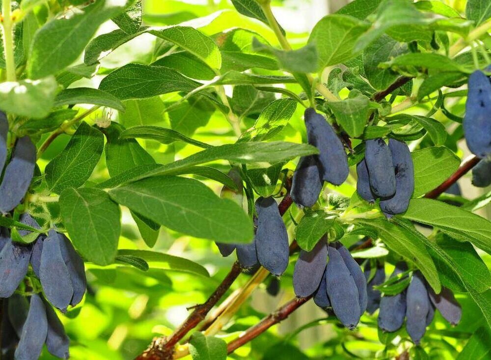 Источник фото: rosseversad.ru