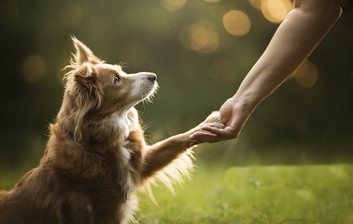 Питомцу нужно уделять время