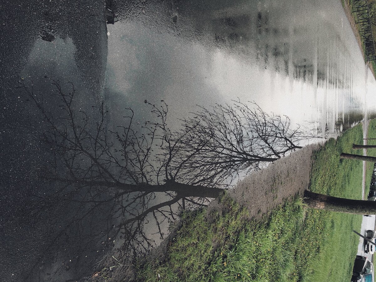 «молния деревьев» фотограф Moldyphotograf 