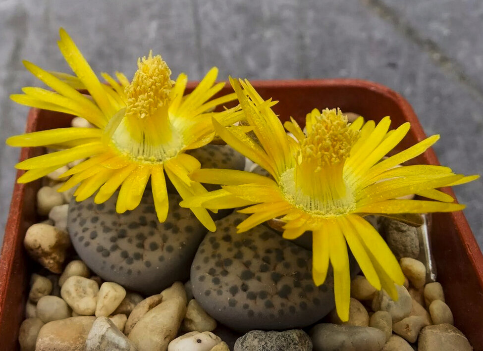 Lithops c262