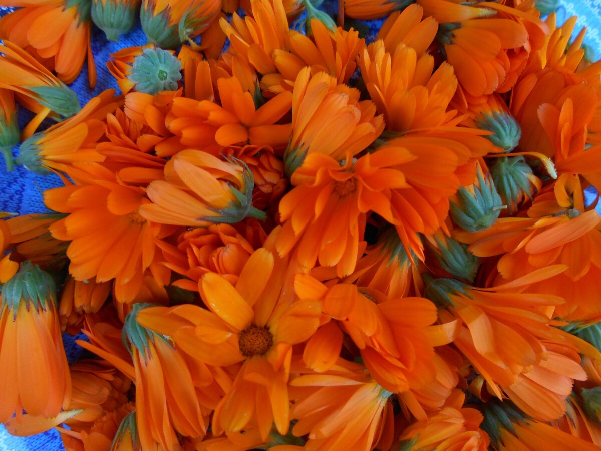 Календула (ноготки) - ценное лекарственное растение